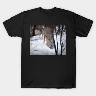 Grazing white-tailed deer. T-Shirt